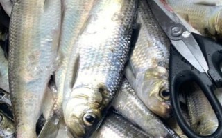 鰣魚的價(jià)格，一斤需要50-200元左右