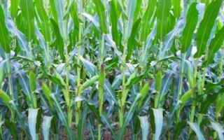 杰農(nóng)628玉米種子特征特性，用顆粒劑或赤眼蜂防治玉米螟