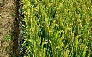 碩兩優(yōu)5號(hào)水稻種簡(jiǎn)介，秈型兩系雜交水稻品種