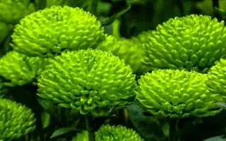 紫色菊花有什么花語，代表神秘、愛情、浪漫