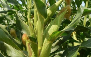 興單105玉米種子簡(jiǎn)介，中抗南方銹病