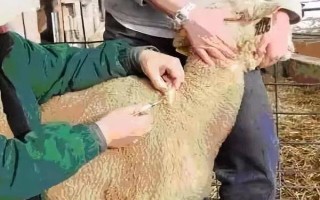 羊脫毛的原因，可能原發(fā)性脫毛癥或癥狀性脫毛癥