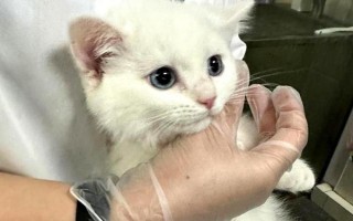 貓胰腺炎造成的原因，可能是免疫力下降或感染導(dǎo)致