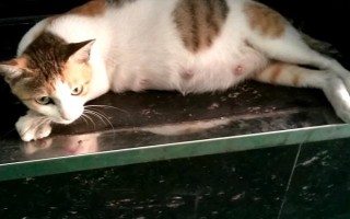 貓懷孕多長時間能摸到胎動，七周左右的時候能摸到胎動