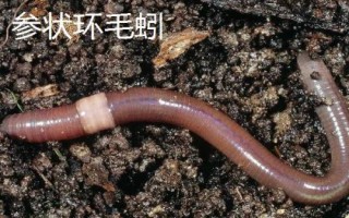 手碰到蚯蚓會(huì)不會(huì)感染寄生蟲(chóng)，一般不會(huì)