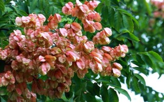 現在種植什么樹能賺錢，可種植彩葉樹種、喬木類等