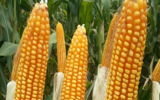 V18玉米品種的特性，每畝播種密度在4000株