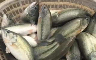 加州鱸魚水花如何養(yǎng)殖，放苗之前要檢測水中的微生物數(shù)量