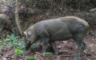 野豬害怕的東西和驅(qū)趕方法，害怕其它猛獸和強光
