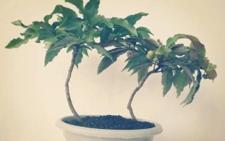 朱砂根的養(yǎng)殖方法，喜歡濕潤(rùn)或半燥的氣候環(huán)境