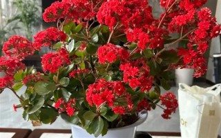 過年養(yǎng)哪些花喜慶，推薦報春花、蝴蝶蘭等