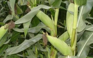 滬甜3號玉米種子特征特性，每畝種植3300株左右為宜
