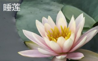 睡蓮和荷花的區(qū)別是什么，葉子、花朵和屬性均不同