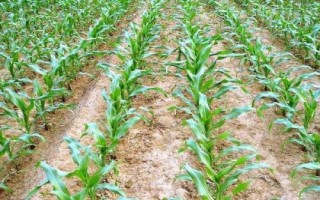 大地711玉米種子簡介，高抗絲黑穗病（2.2%HR）