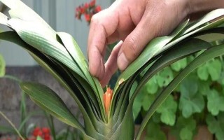 君子蘭夾箭要遮光多少天，要為其進(jìn)行7天左右的遮光處理