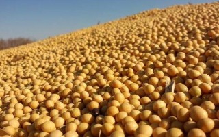 受歡迎的大豆品種有哪些，常見(jiàn)的有中黃35、中黃301等