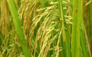 圳兩優(yōu)575水稻品種簡(jiǎn)介，秧田播種量每畝10.0千克