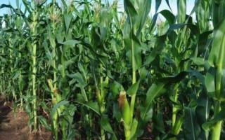 群策518玉米品種的特性，畝植密度以3000株左右為宜