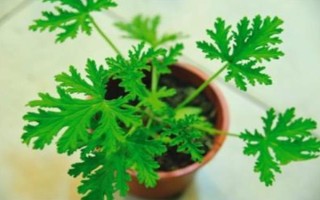 驅(qū)蚊草的盆栽方法，生長期和盛花期要定期追施肥液