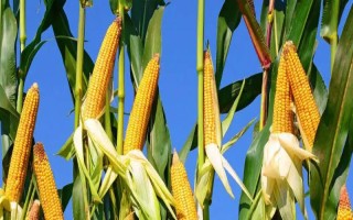 沈糯7號玉米種子特征特性，適宜密度為3500株/畝左右