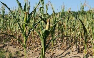 濰玉326玉米種子特征特性，夏播生育期105天