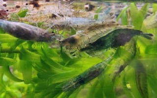 黑殼蝦多久可以發(fā)育成熟，出生2-3個(gè)月就可以發(fā)育成熟