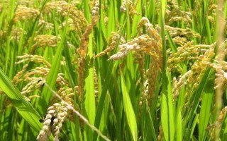墾稻12水稻種子介紹，4月15~25日播種