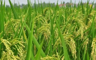 邦兩優(yōu)香占水稻品種簡介，全生育期136.8天