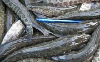 為什么說黑魚有毒，純粹是無稽之談