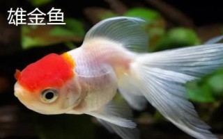 雌雄金魚如何區(qū)分，雄魚瘦長(zhǎng)、雌魚短圓
