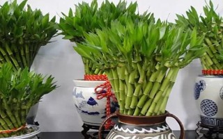 富貴竹如何養(yǎng)殖，適宜生長(zhǎng)的溫度在23℃左右