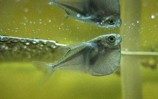 銀燕子燈魚(yú)好不好養(yǎng)，飼養(yǎng)難度比較低