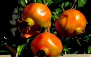 我國石榴主要栽培區(qū)域，我國南北都有栽培
