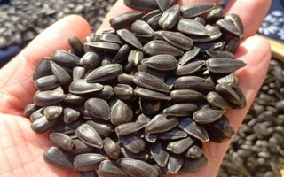 油葵的種植方法，栽種之前將種子進行浸泡處理