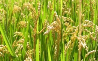 樂嘉優(yōu)290水稻種子特征特性，全生育期138.6天