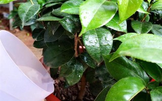 四季茶花好不好養(yǎng)，是比較好養(yǎng)活的花卉