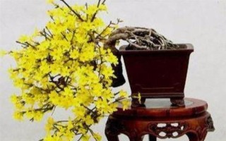 迎春花冬天要放到室內(nèi)嗎，北方建議放室內(nèi)養(yǎng)殖