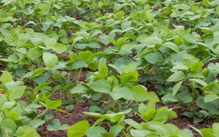 蒙科豆4號大豆種子介紹，注意防治大豆花葉病
