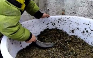 紅薯秧如何做青儲(chǔ)飼料，紅薯秧一定要粉碎處理