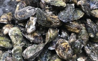 牡蠣和生蠔有什么區(qū)別，牡蠣的裙邊較清晰打開(kāi)后具有大量汁水