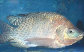 羅非魚是不是福壽魚，別稱福壽魚、吳郭魚