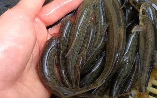 細(xì)甲魚的產(chǎn)地，遼寧、陜西、安徽等省份均有產(chǎn)出