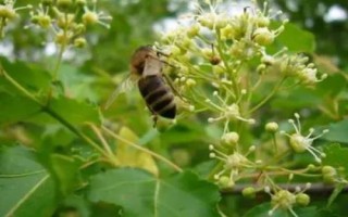 椴樹(shù)蜜簡(jiǎn)介，與南方荔枝蜜合稱“南北兩大名蜜”