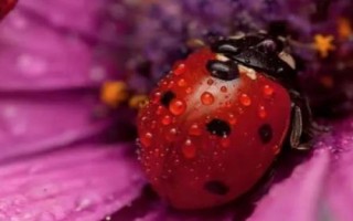 秋天有哪些益蟲，包括蟈蟈、蜜蜂、螳螂等常見種類