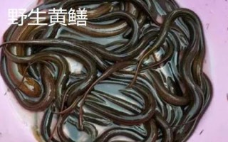 野生黃鱔和養(yǎng)殖黃鱔有什么區(qū)別，野生黃鱔的頭部更尖