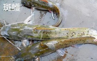 身上有花斑的鯰魚是什么魚，可能是土鯰、斑鳠或者沙塘鱧