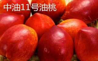 中油16號油桃的價格，具體售價因地而異