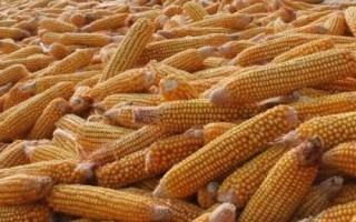 豐墾154玉米種子特征特性，注意防治大斑病