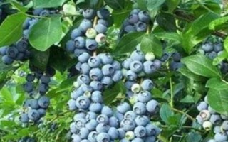 藍莓多久可以掛果，移栽的幼苗通常在第二年便可掛果