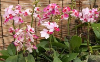 蝴蝶蘭的養(yǎng)殖要點(diǎn)，生長適溫為18-28℃